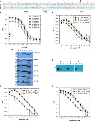 Unveiling a Drift Resistant Cryptotope within Marburgvirus Nucleoprotein Recognized by Llama Single-Domain Antibodies